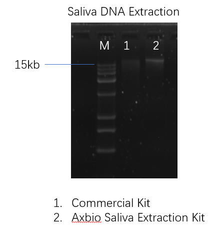 Saliva genome extraction kit